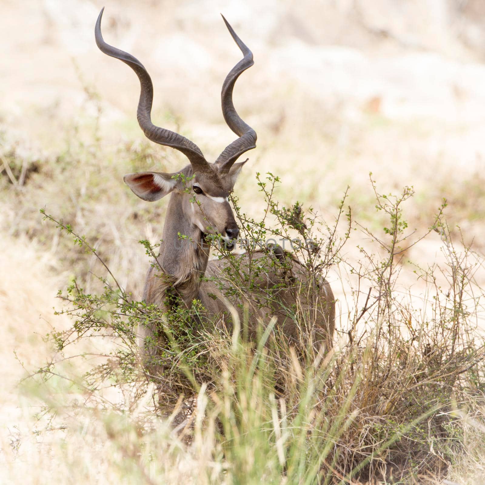 Specie Tragelaphus strepsiceros family of bovidae