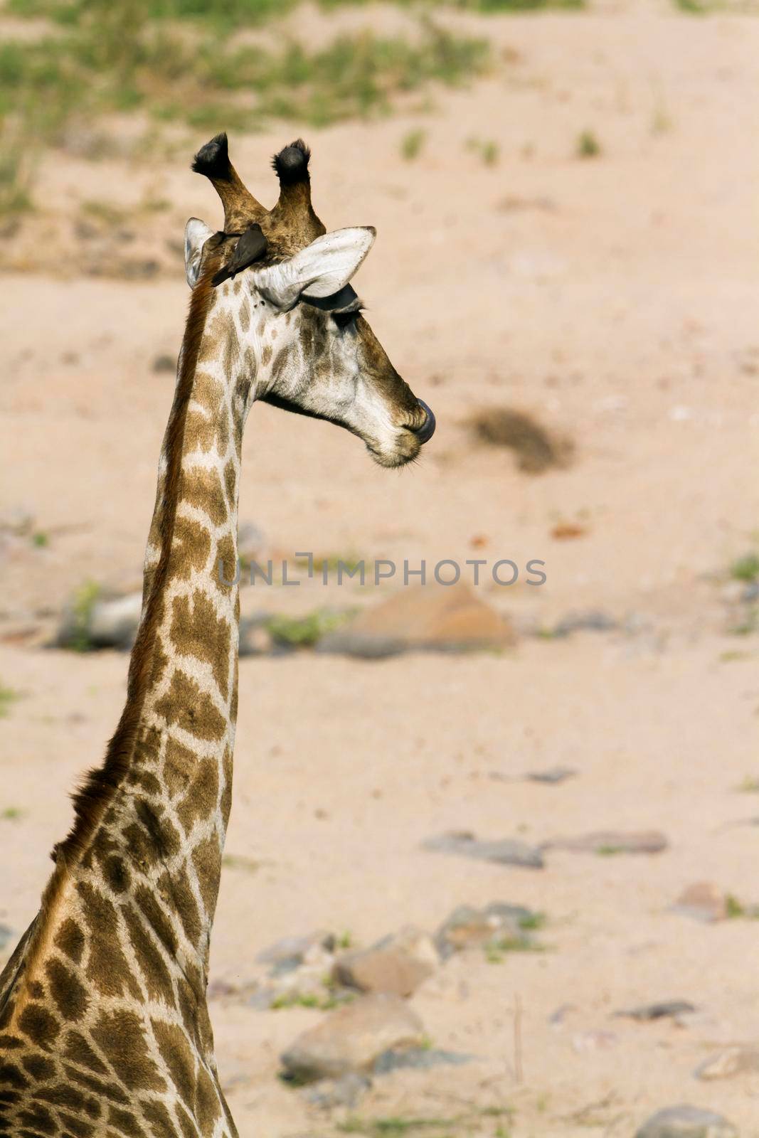 Specie Giraffa camelopardalis