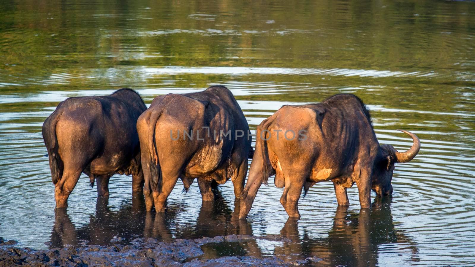 Specie Syncerus caffer family of bovidae