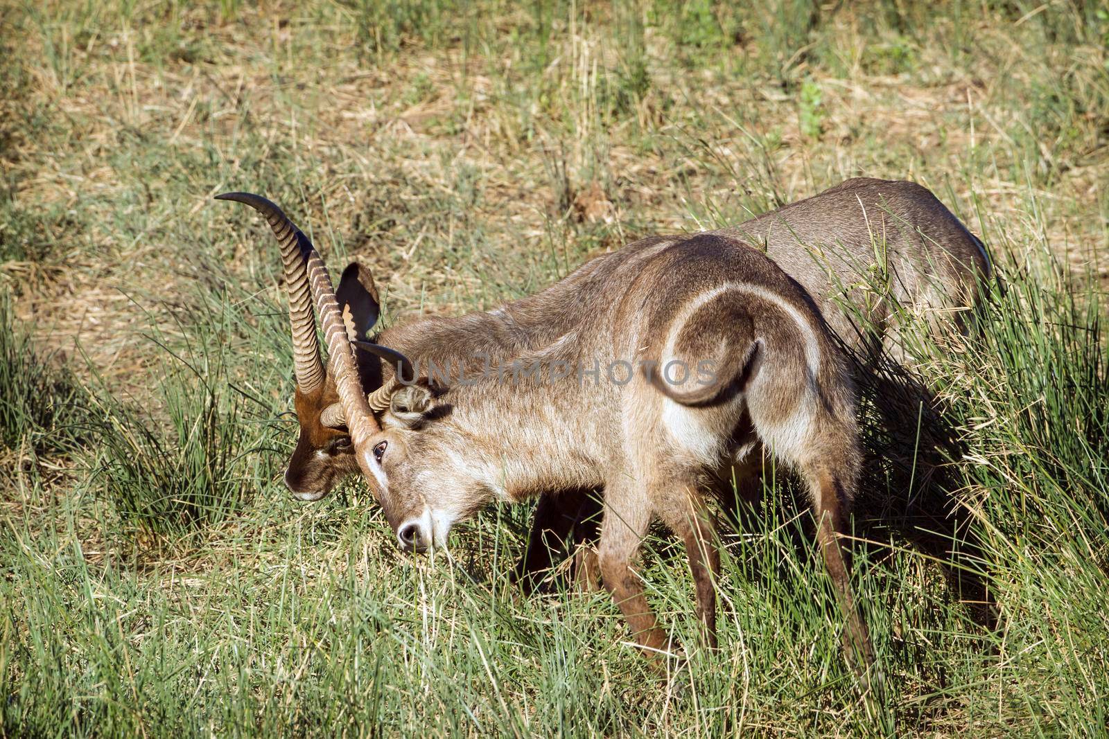 Specie Kobus ellipsiprymnus family of bovidae