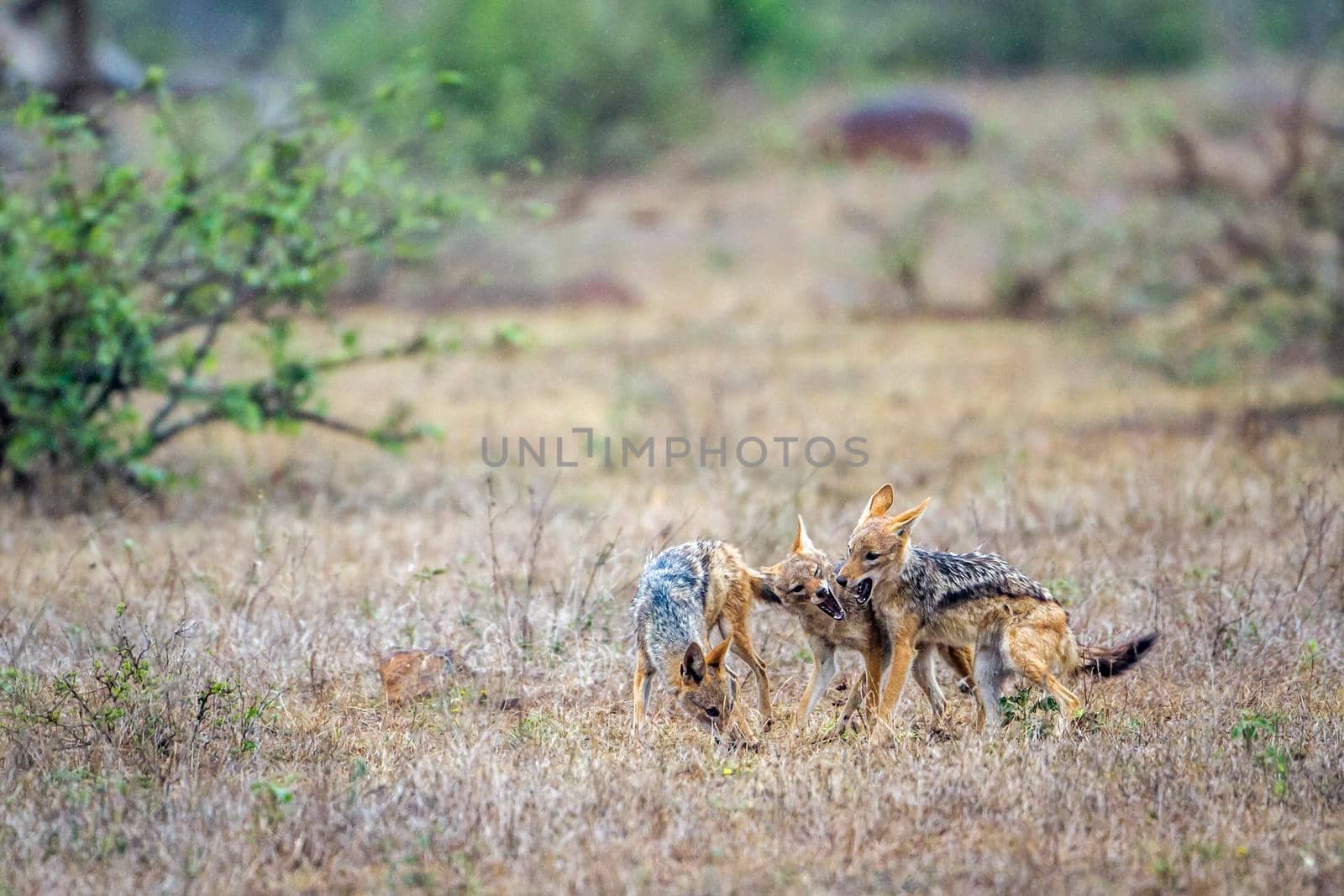 Specie Canis mesomelas family of canidae