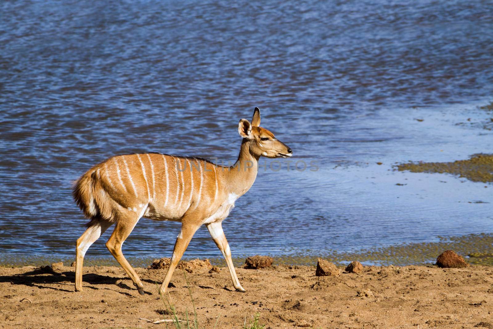 Specie Tragelaphus angasii family of bovidae