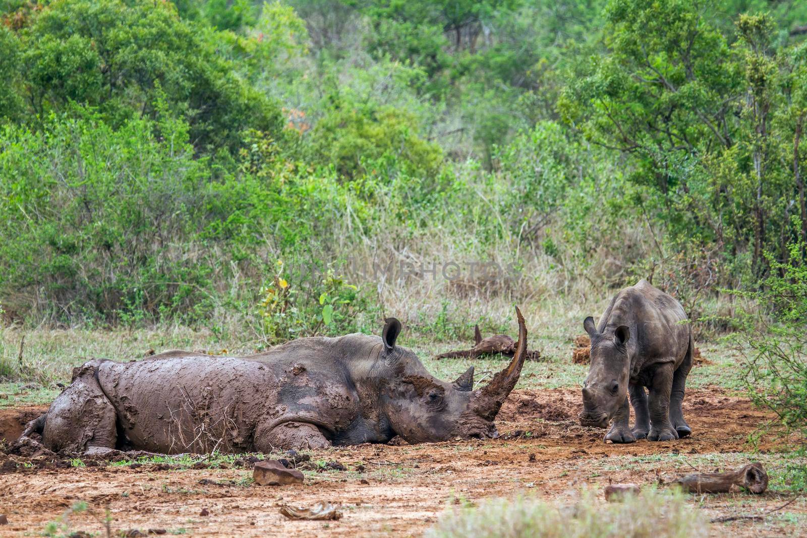 Specie Ceratotherium simum simum family of Rhinocerotidae
