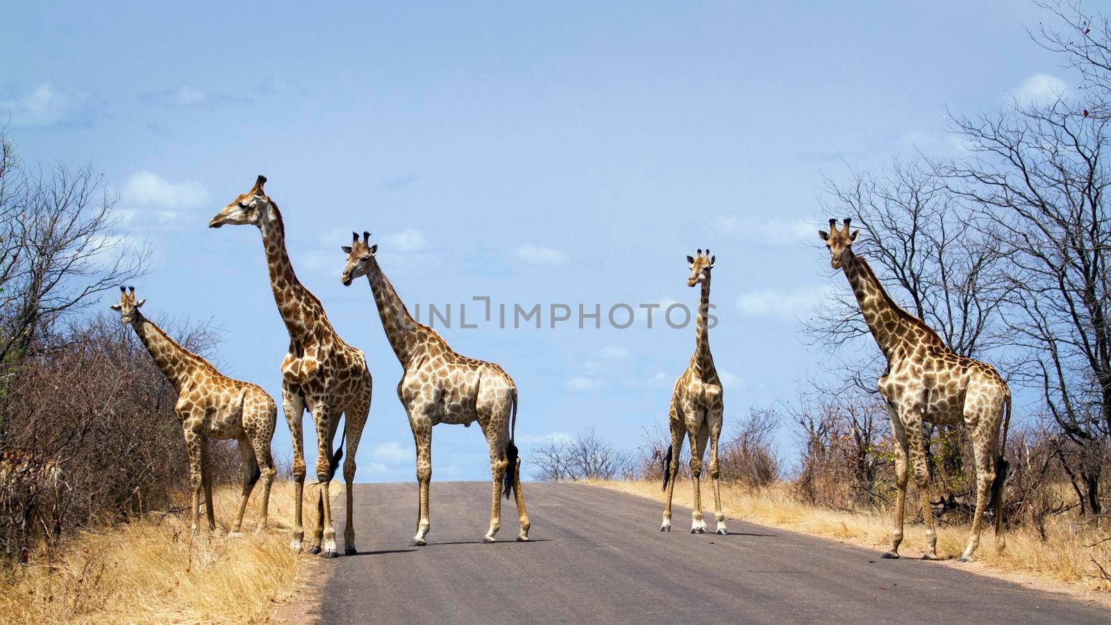 Specie Giraffa camelopardalis family of Giraffidae