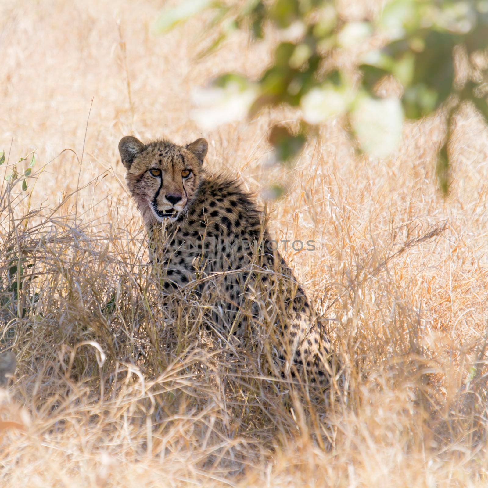 Cheetah in Kruger National park by PACOCOMO
