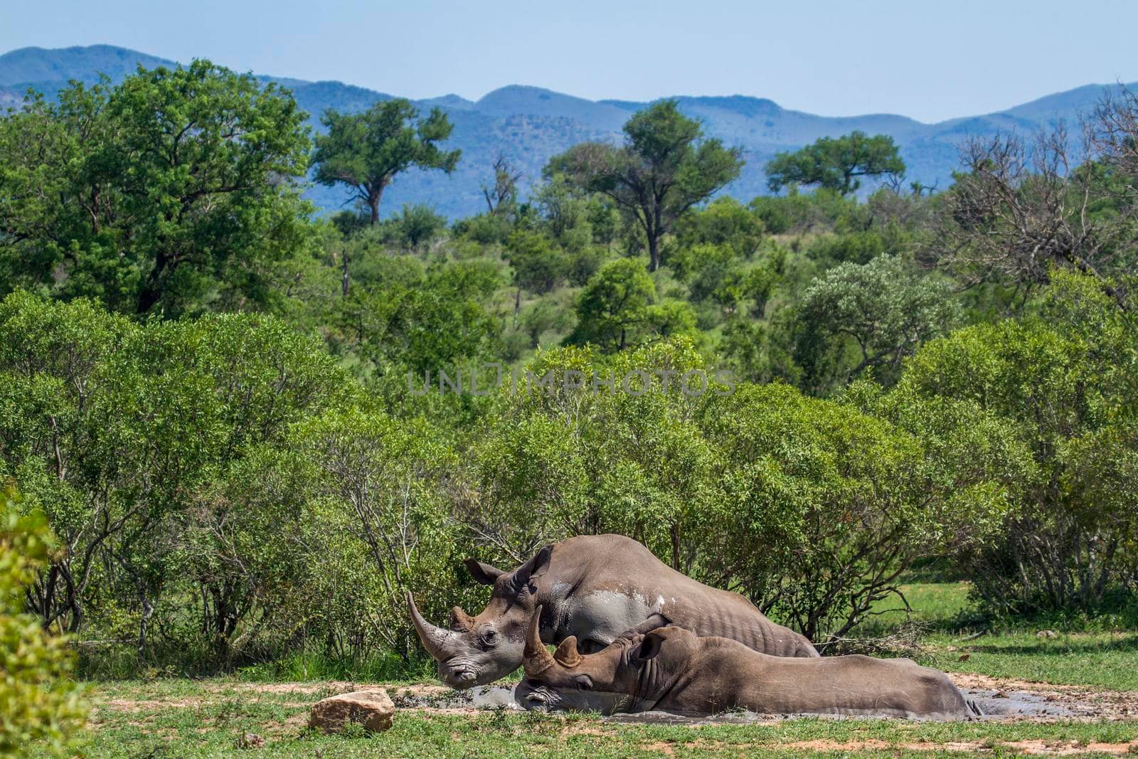 Specie Ceratotherium simum simum family of Rhinocerotidae