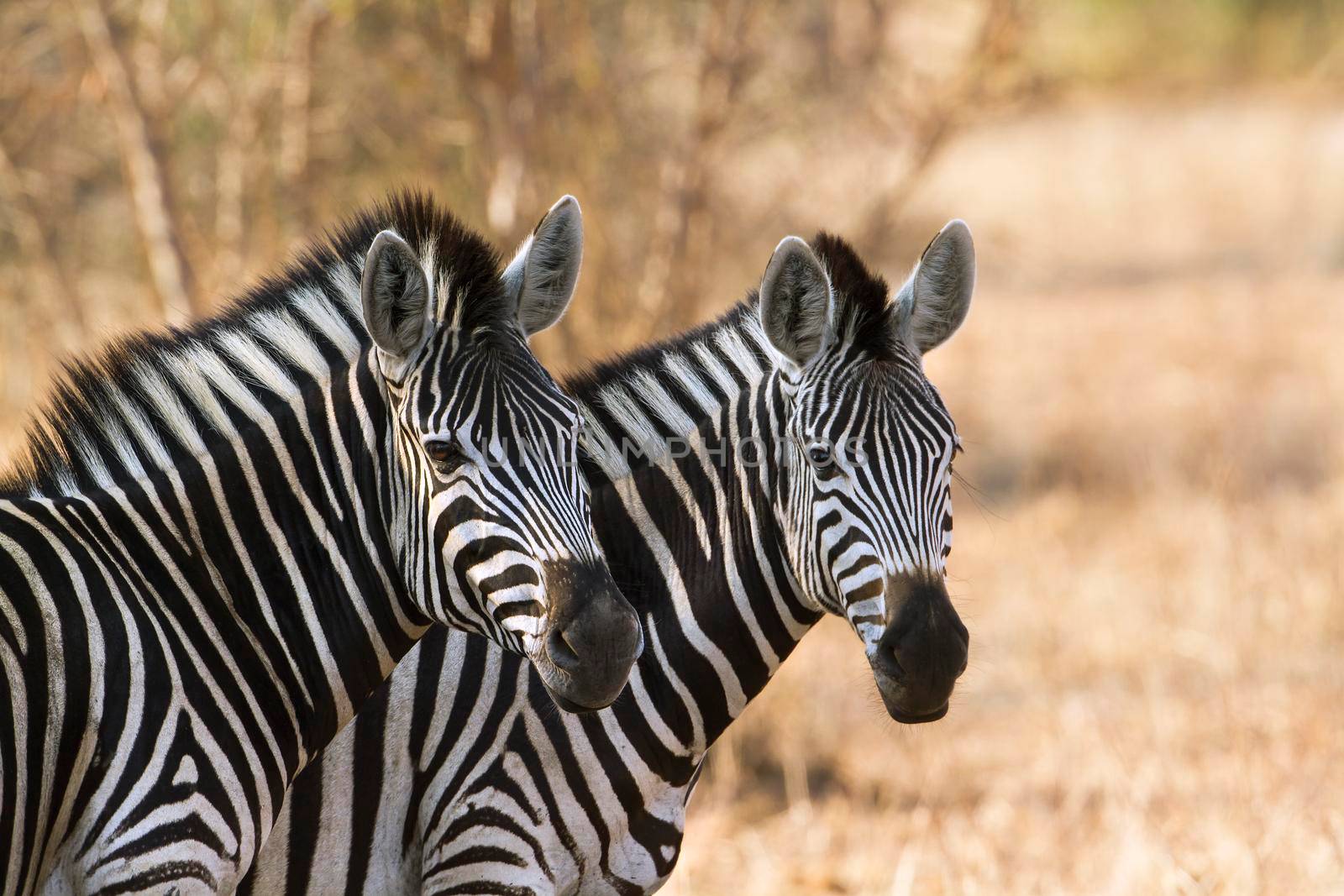 Specie Equus quagga burchellii family of equidae