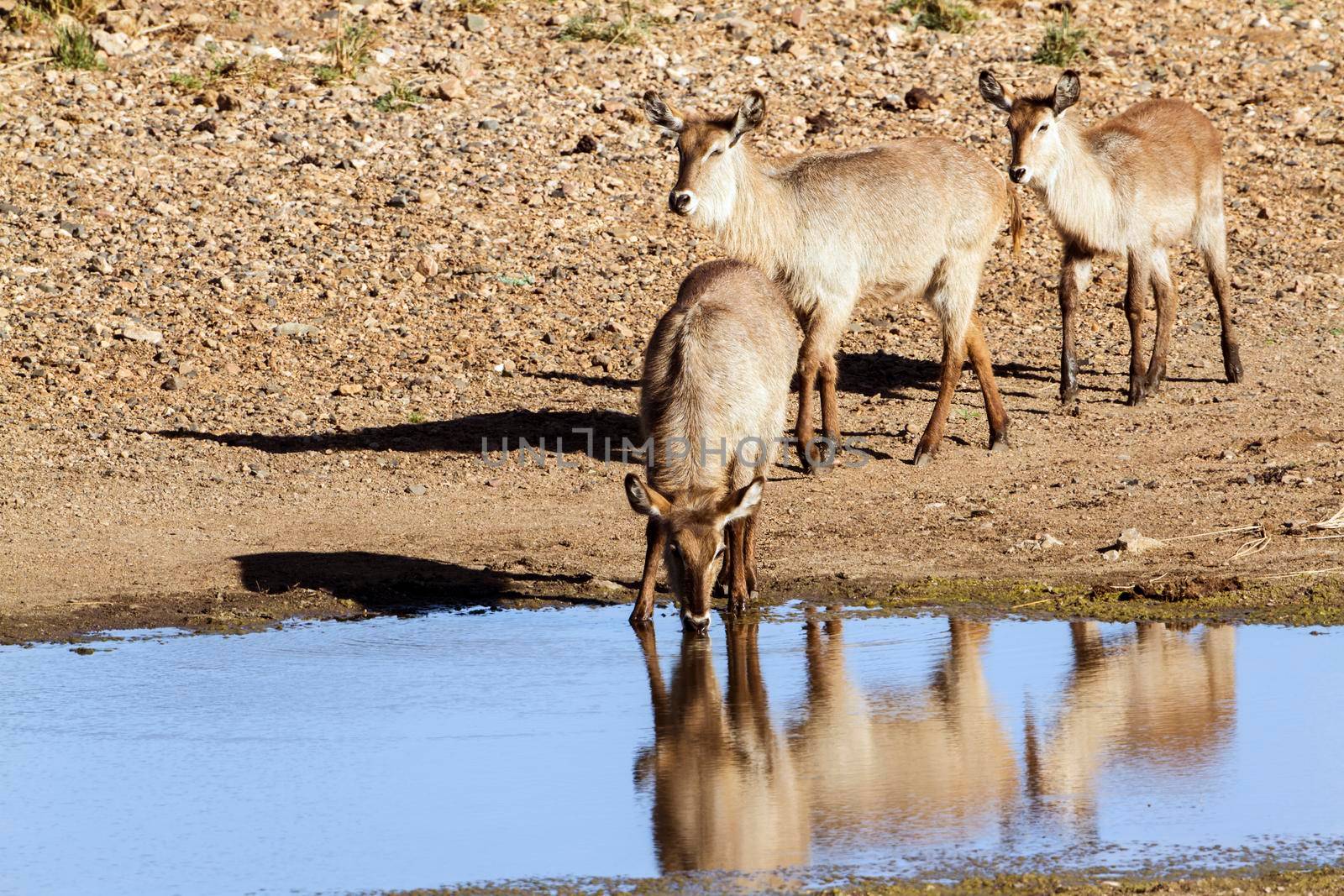 Specie Kobus ellipsiprymnus family of bovidae
