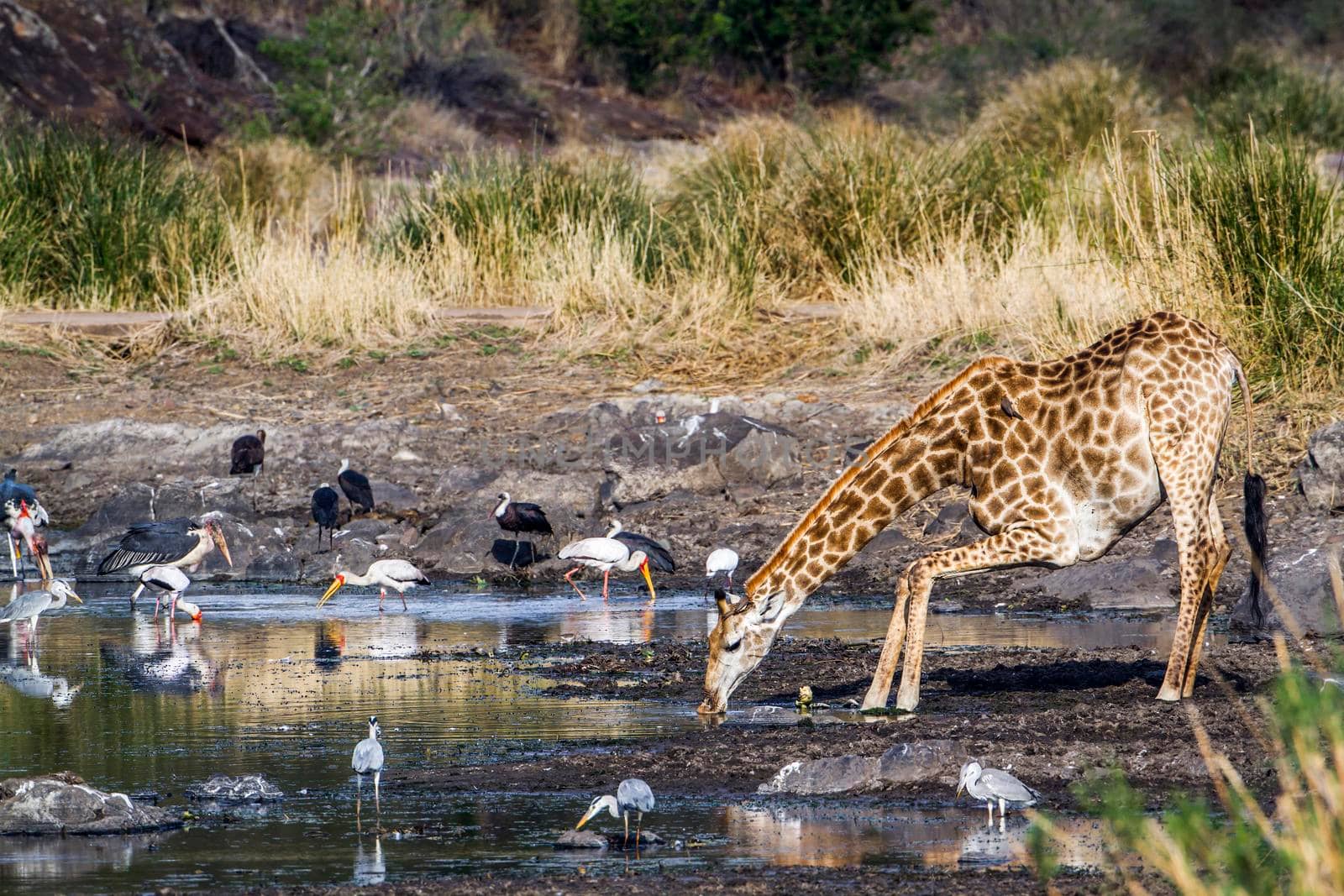 Specie Giraffa camelopardalis family of Giraffidae