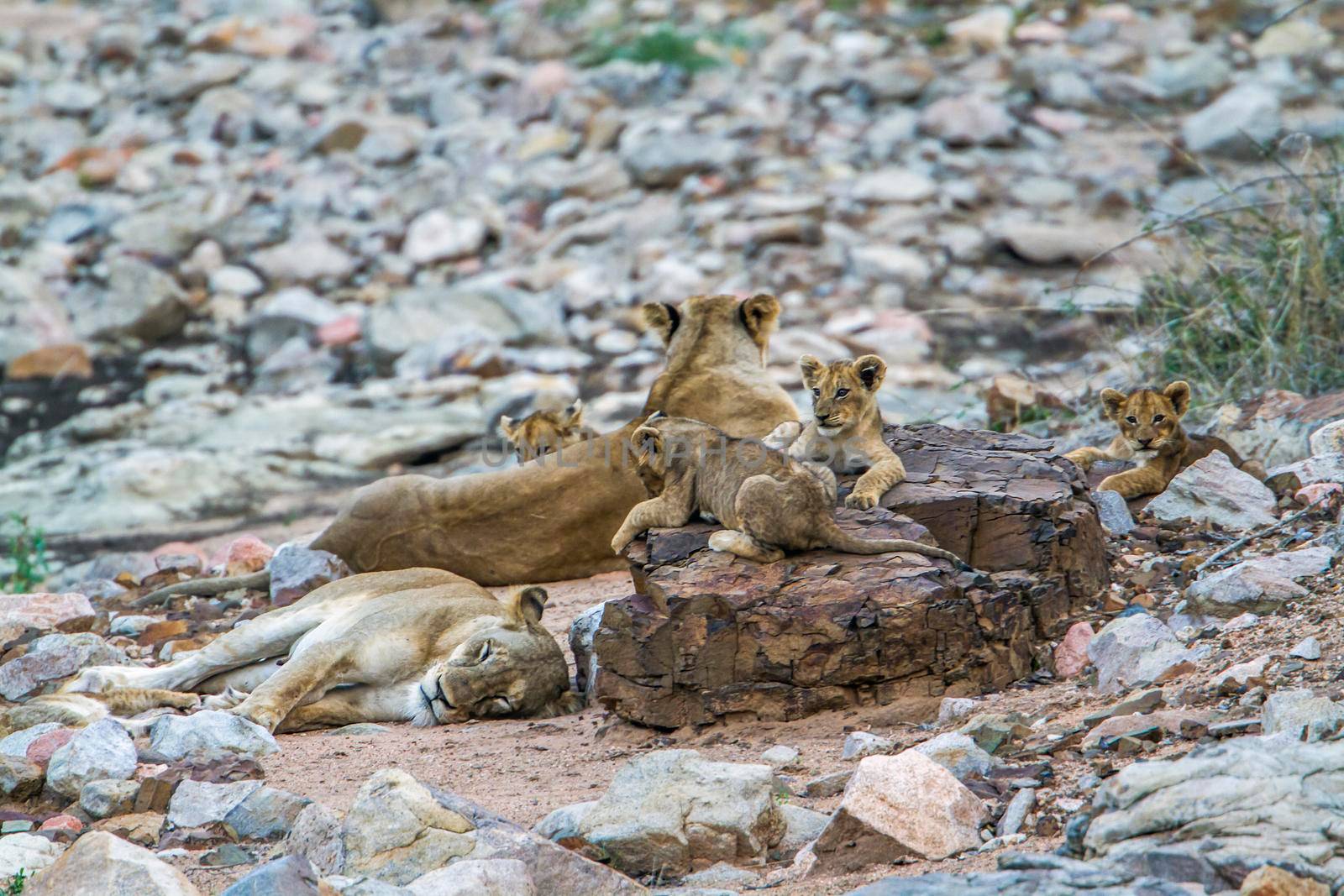 SpeciePanthera leo family of felidae
