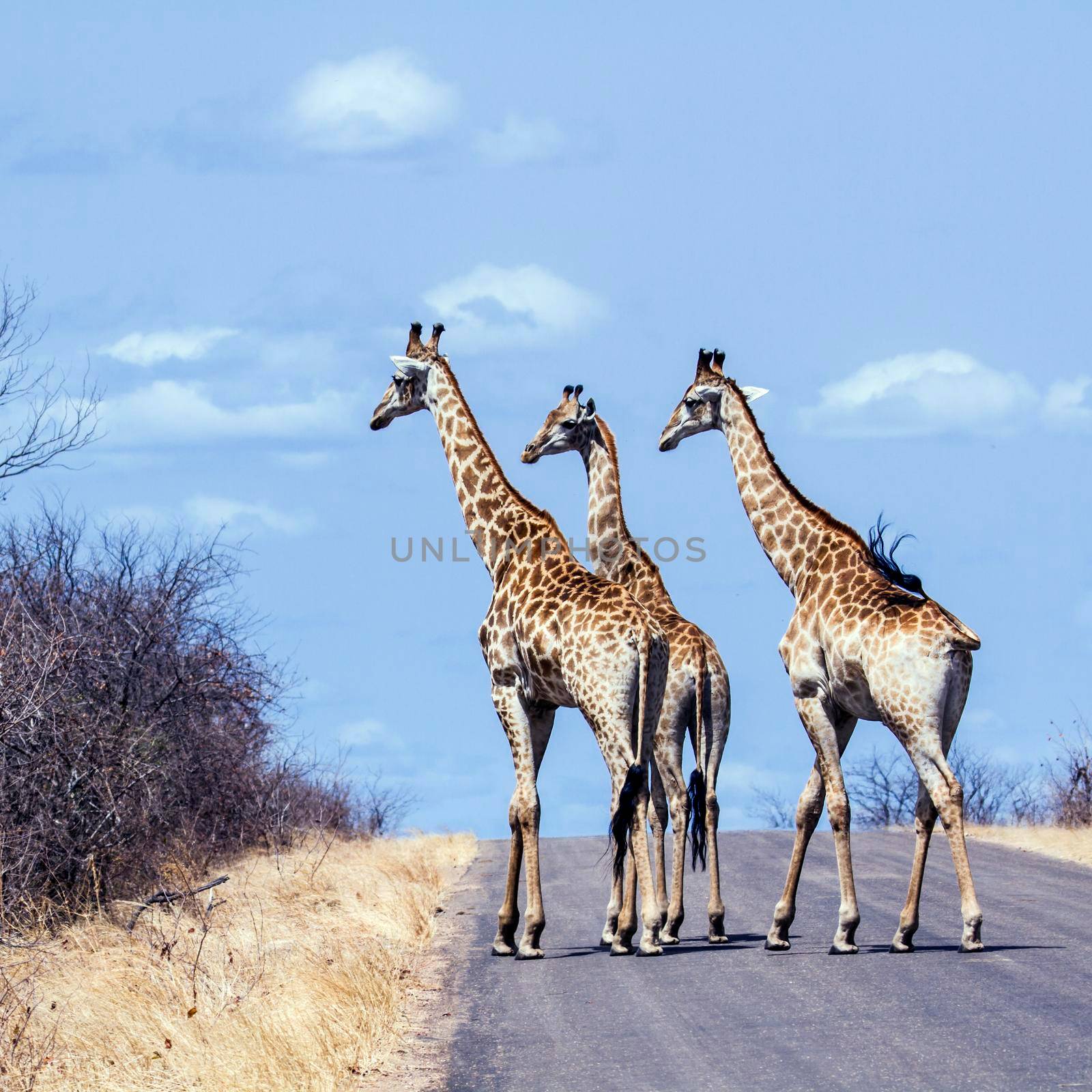Giraffe in Kruger National park by PACOCOMO