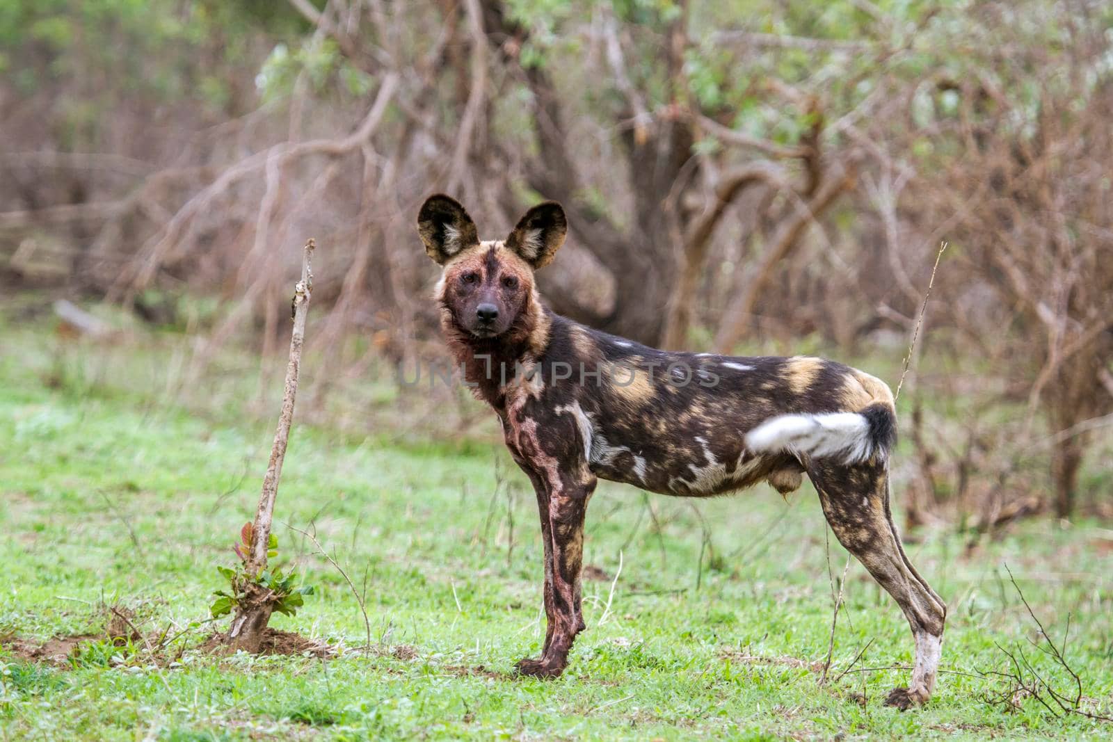 Specie Lycaon pictus family of Canidae