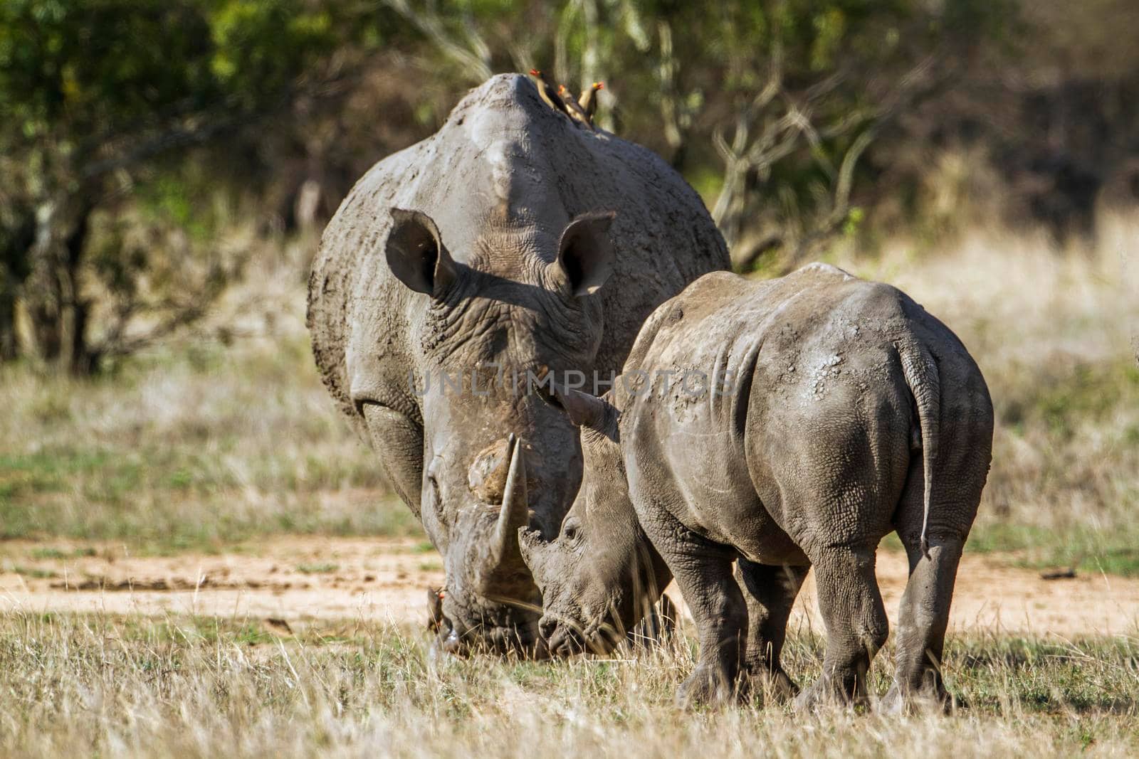 Specie Ceratotherium simum simum family of Rhinocerotidae