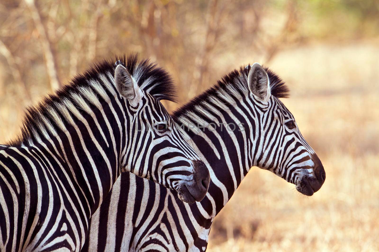 Specie Equus quagga burchellii family of equidae