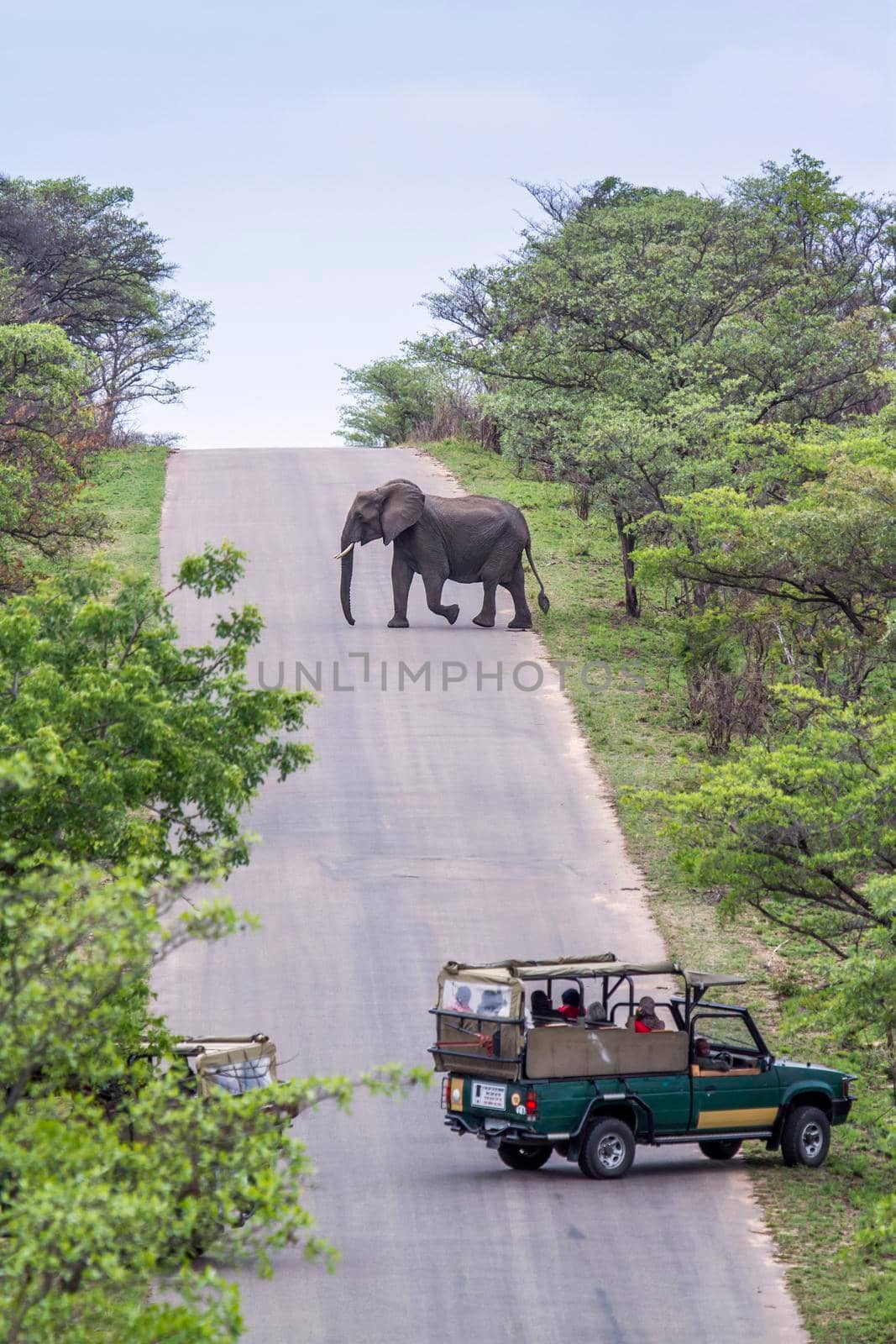 Specie Loxodonta africana family of Elephantidae