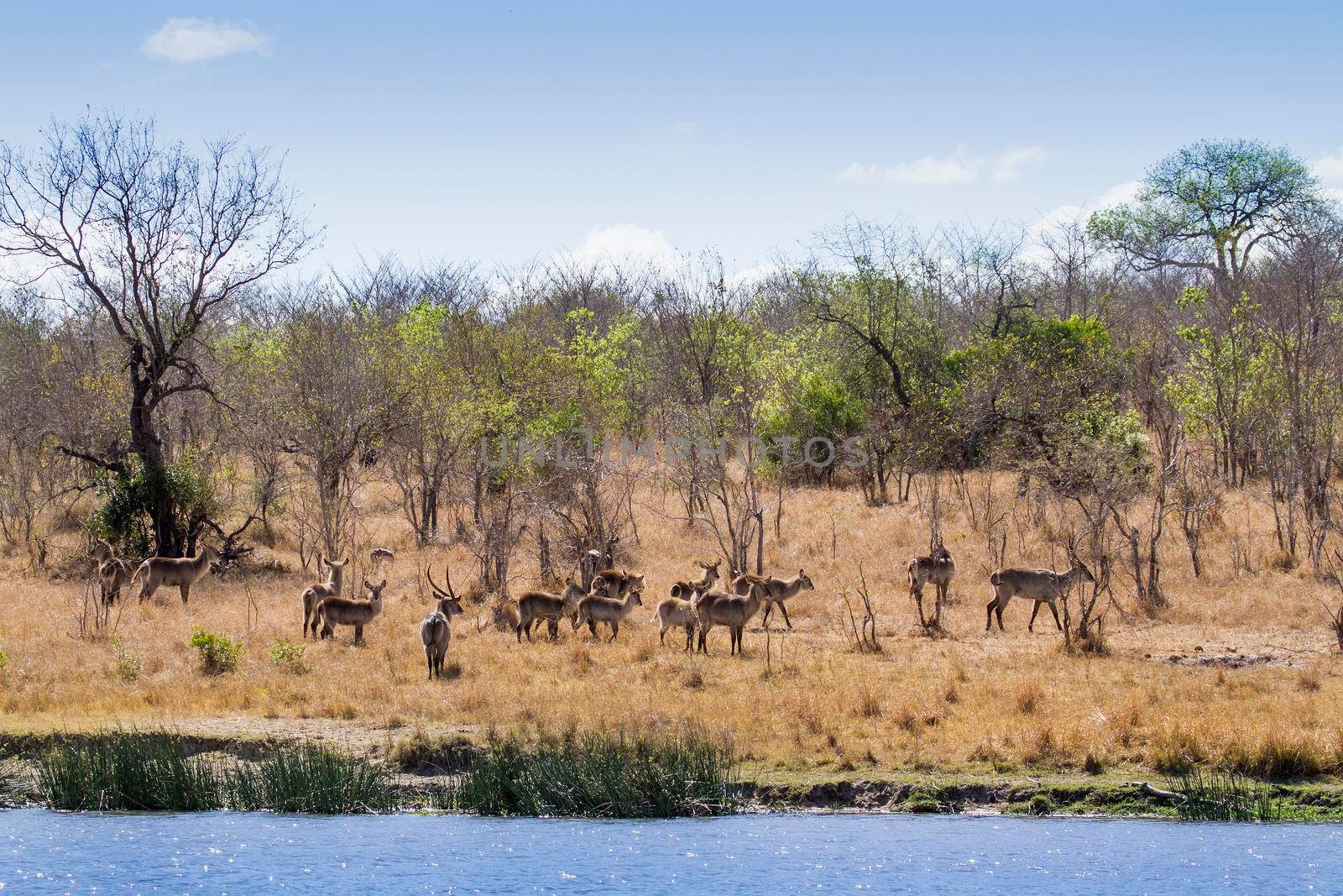 Specie Kobus ellipsiprymnus family of bovidae
