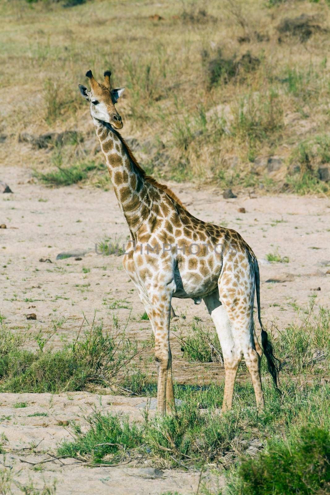 Specie Giraffa camelopardalis