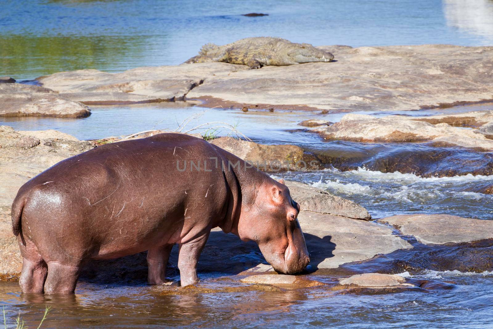 Specie Hippopotamus amphibius family of Hippopotamidae