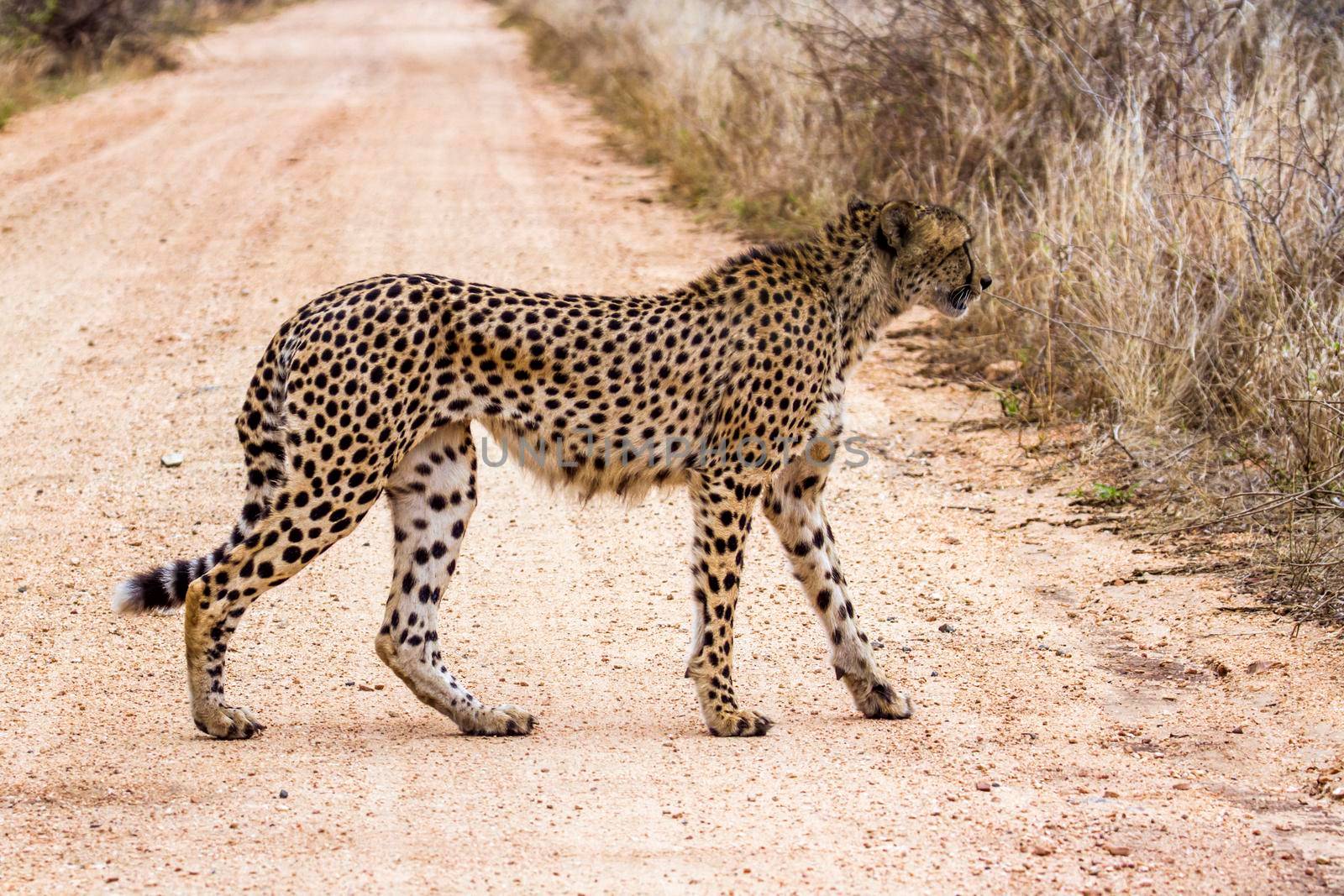 Specie Acinonyx jubatus family of felidae
