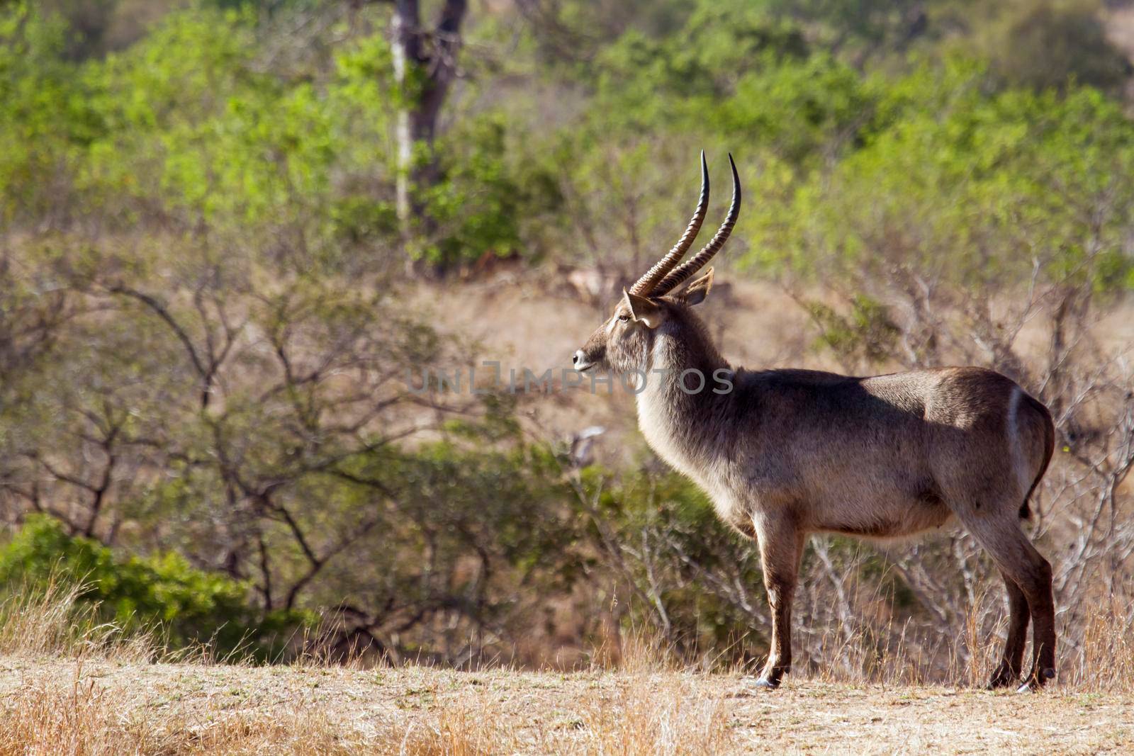 Specie Kobus ellipsiprymnus family of bovidae