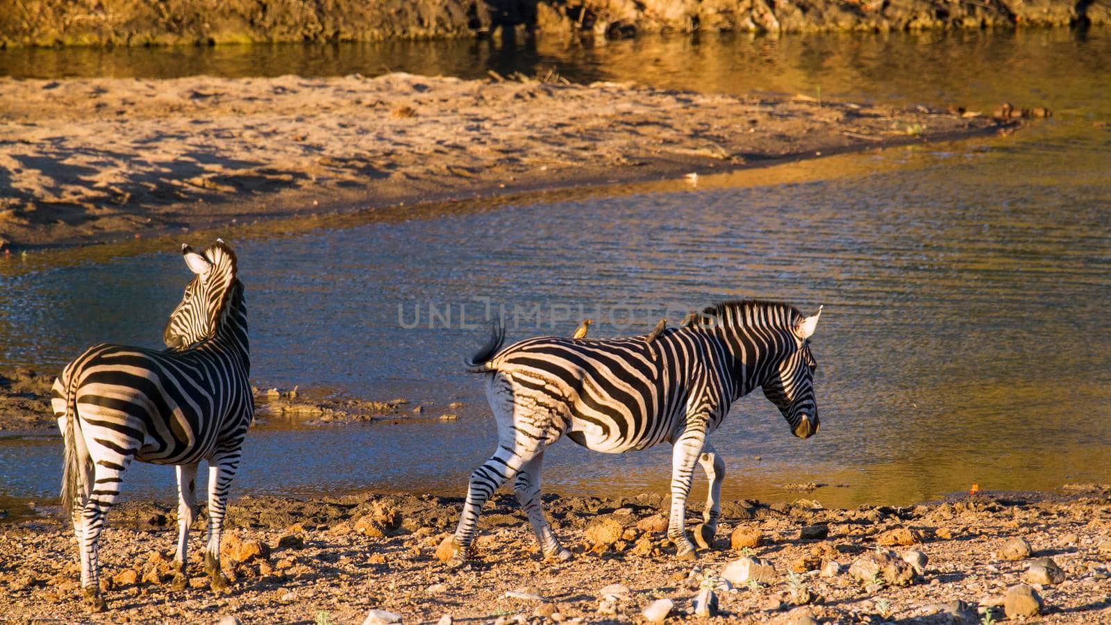 Specie Equus quagga burchellii family of equidae