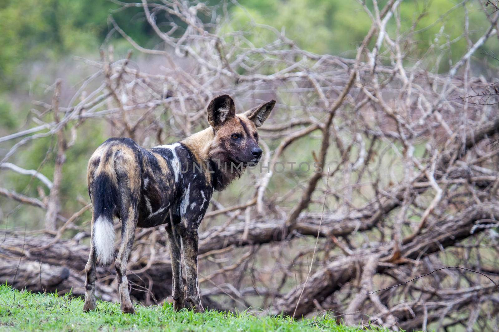 Specie Lycaon pictus family of Canidae