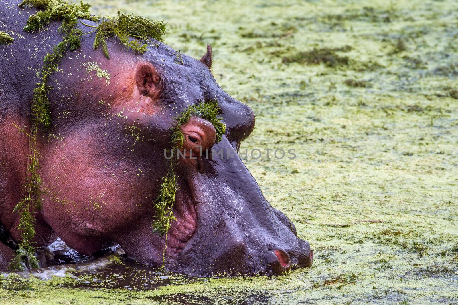 Specie hippopotame amphibie family of Hippopotamidae