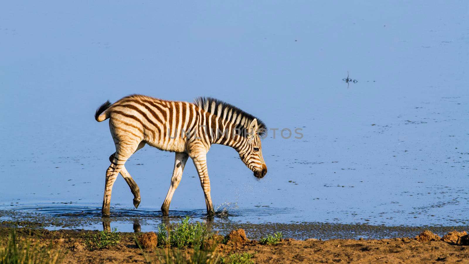 Specie Equus quagga burchellii family of equidae