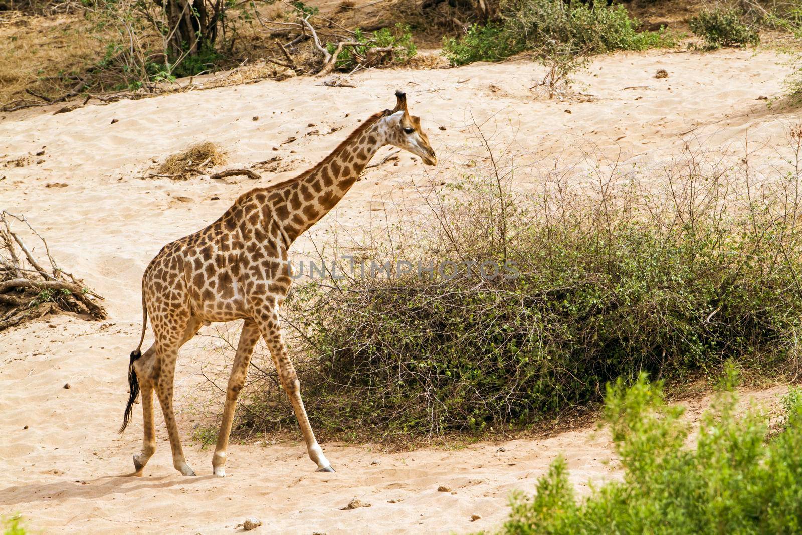 Specie Giraffa camelopardalis family of Giraffidae