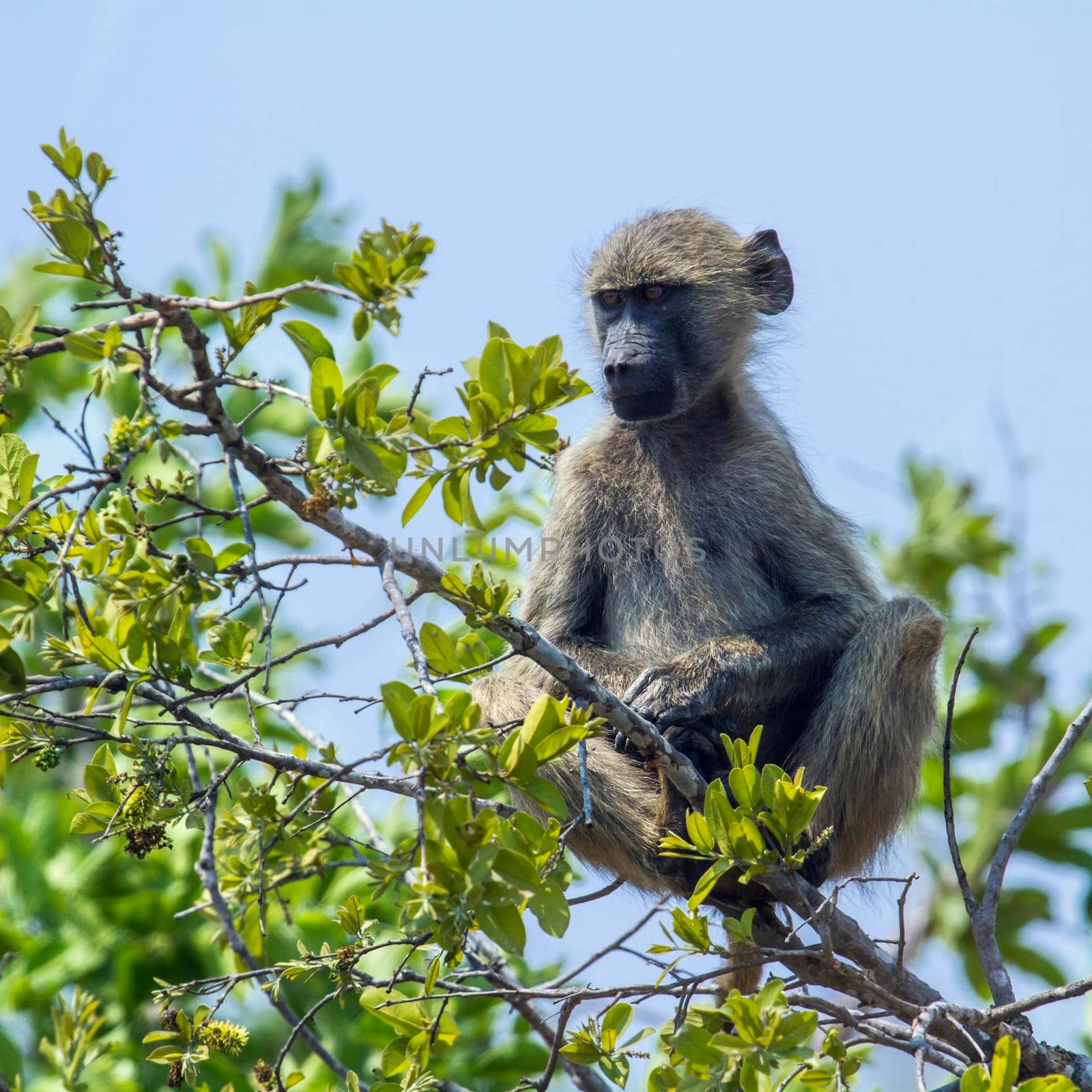 Chacma baboon in Kruger National park by PACOCOMO