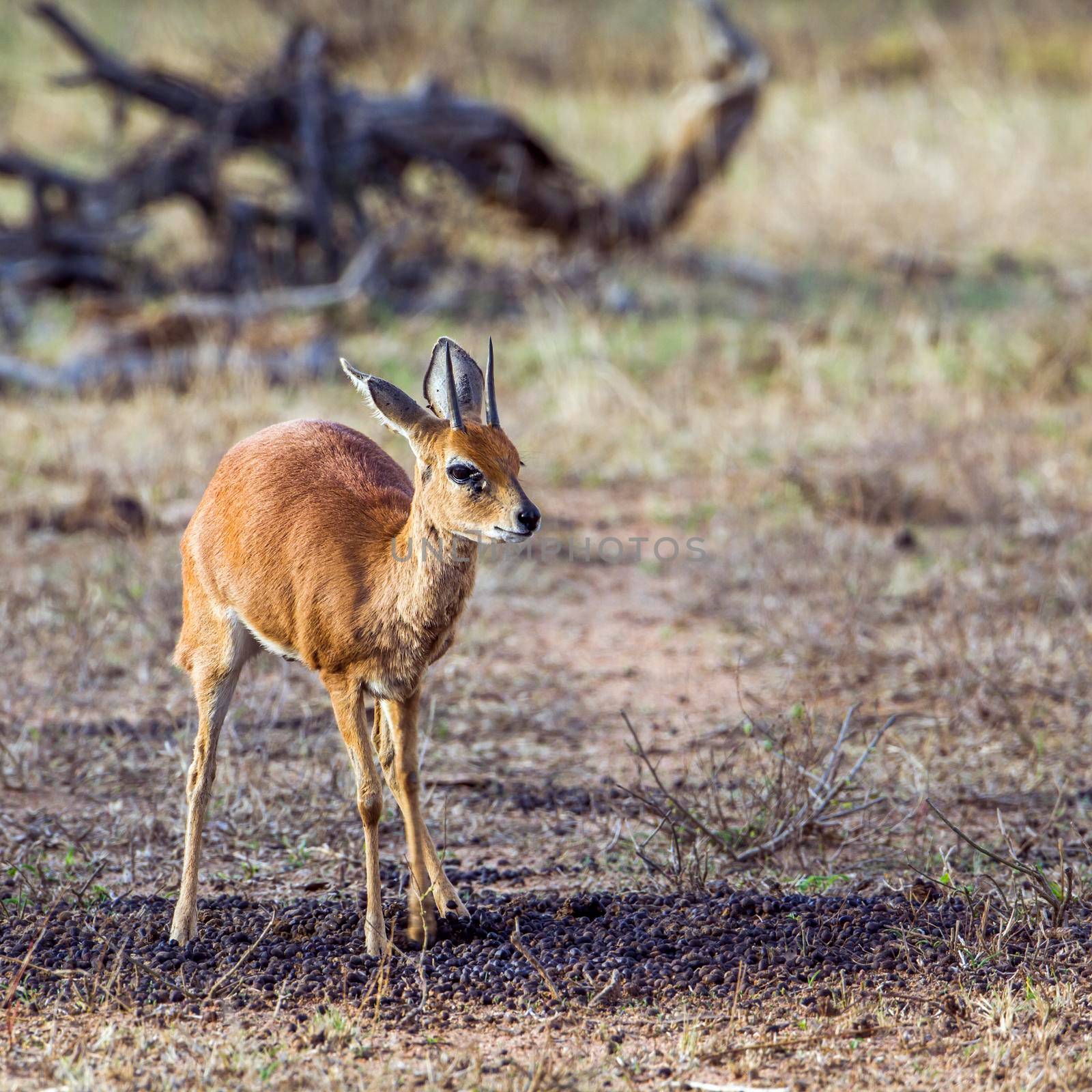 Steenbok in Kruger National park by PACOCOMO