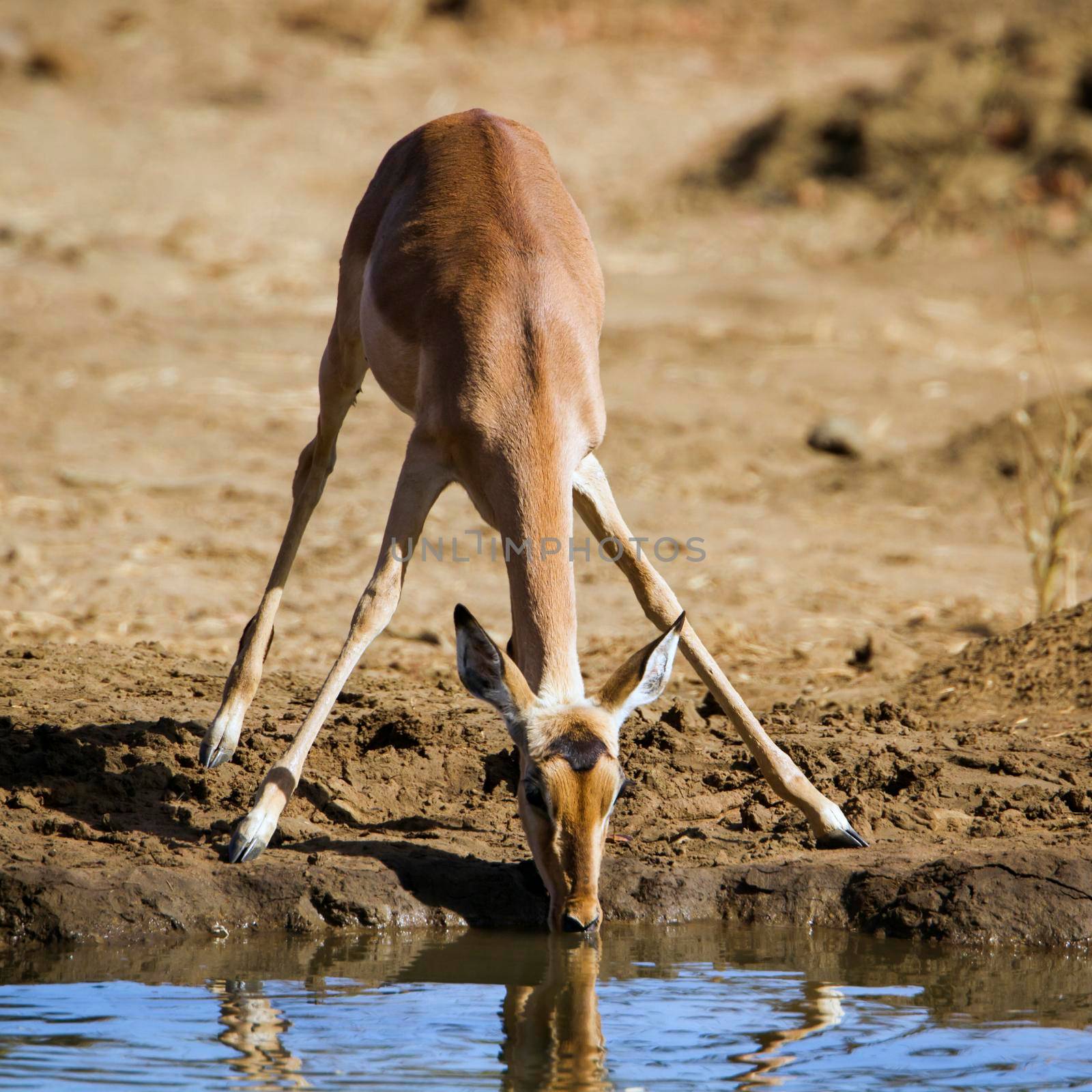 Impala in Kruger National park by PACOCOMO