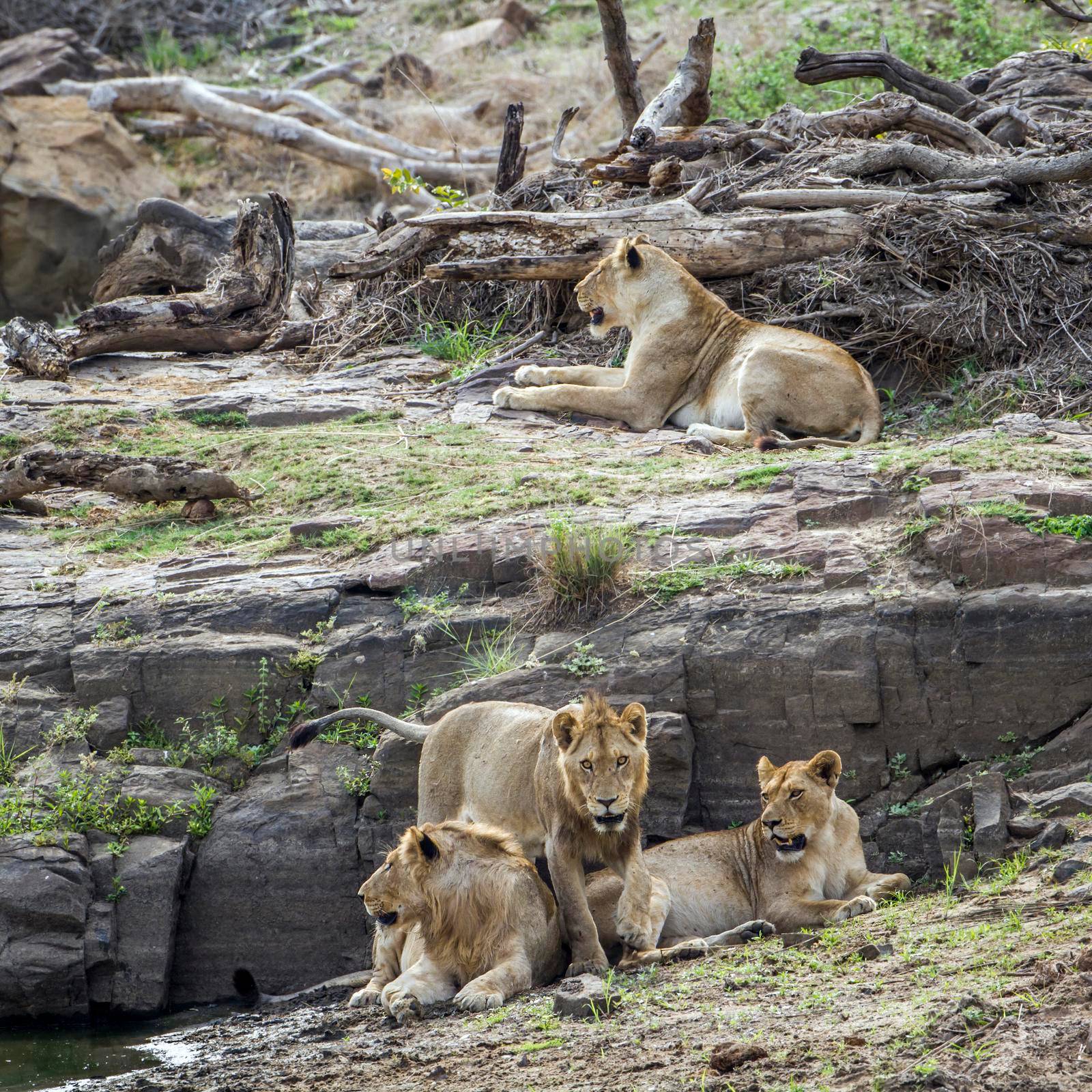 Lion in Kruger National park, South Africa by PACOCOMO