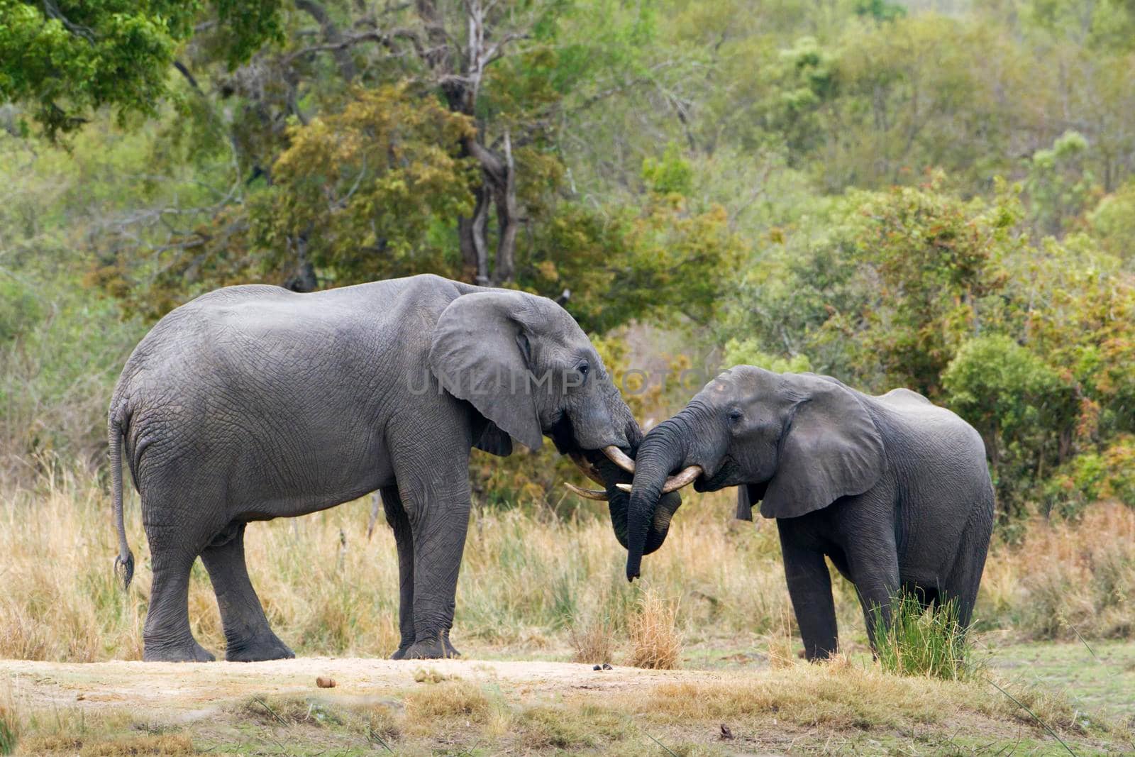 Specie Loxodonta africana family of Elephantidae