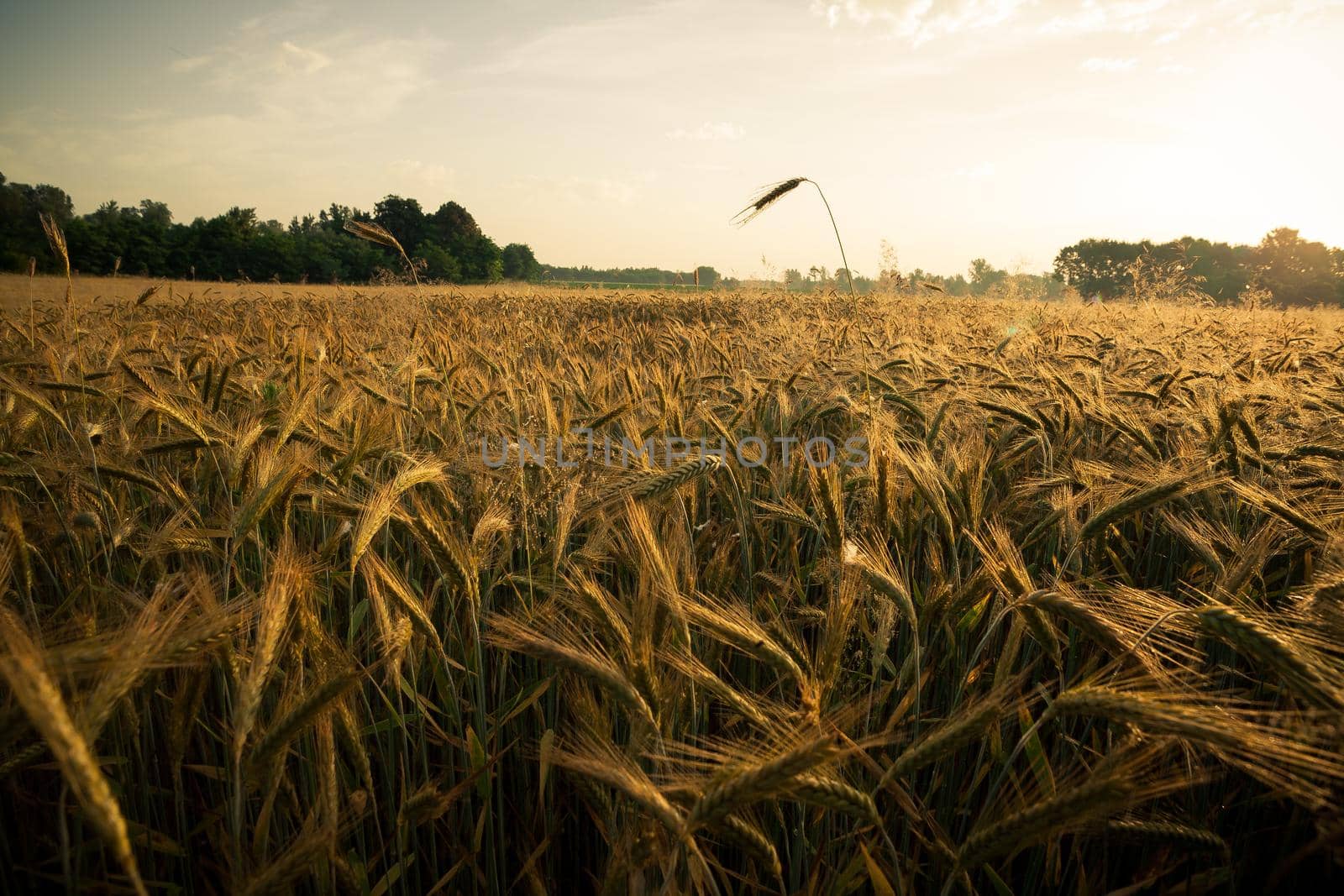 Wheat field in the early morning. Golden ears of wheat sunlit. Wheat field with blue and golden sky and trees.