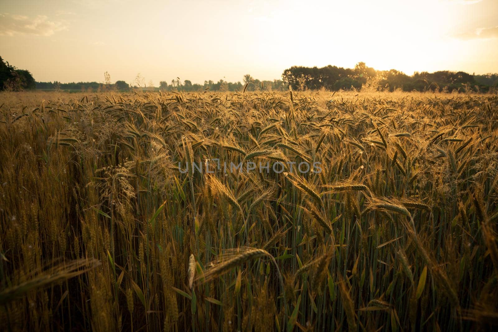 Wheat field in the early morning by zebra