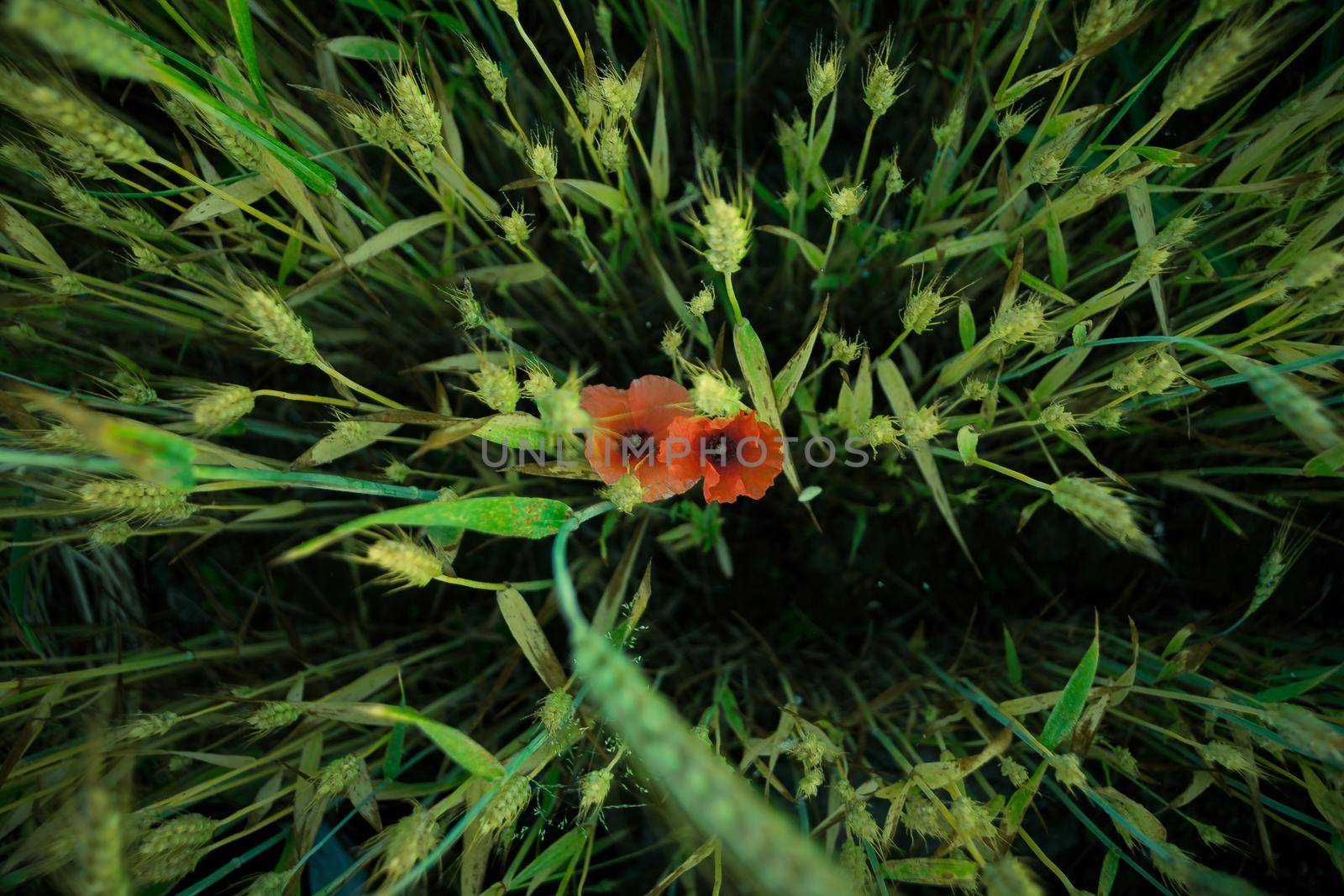 Two red poppies in green wheat filed by zebra