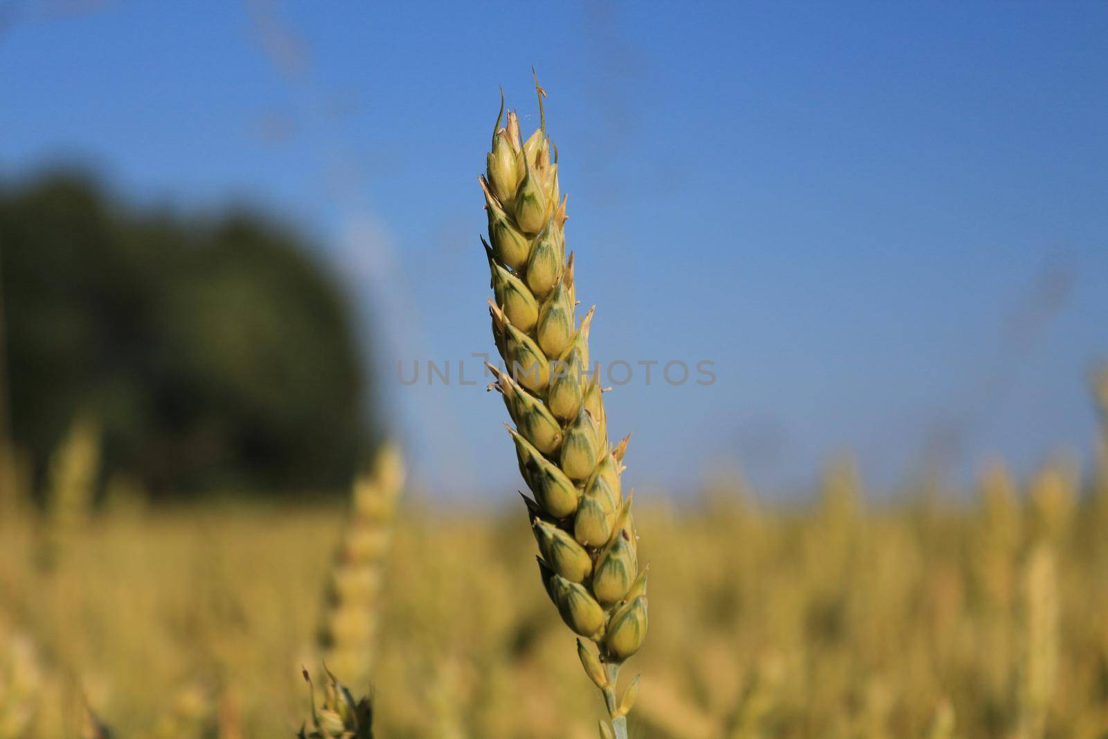 CloseUp of a straw wheat. Not yet yellow. Still green.