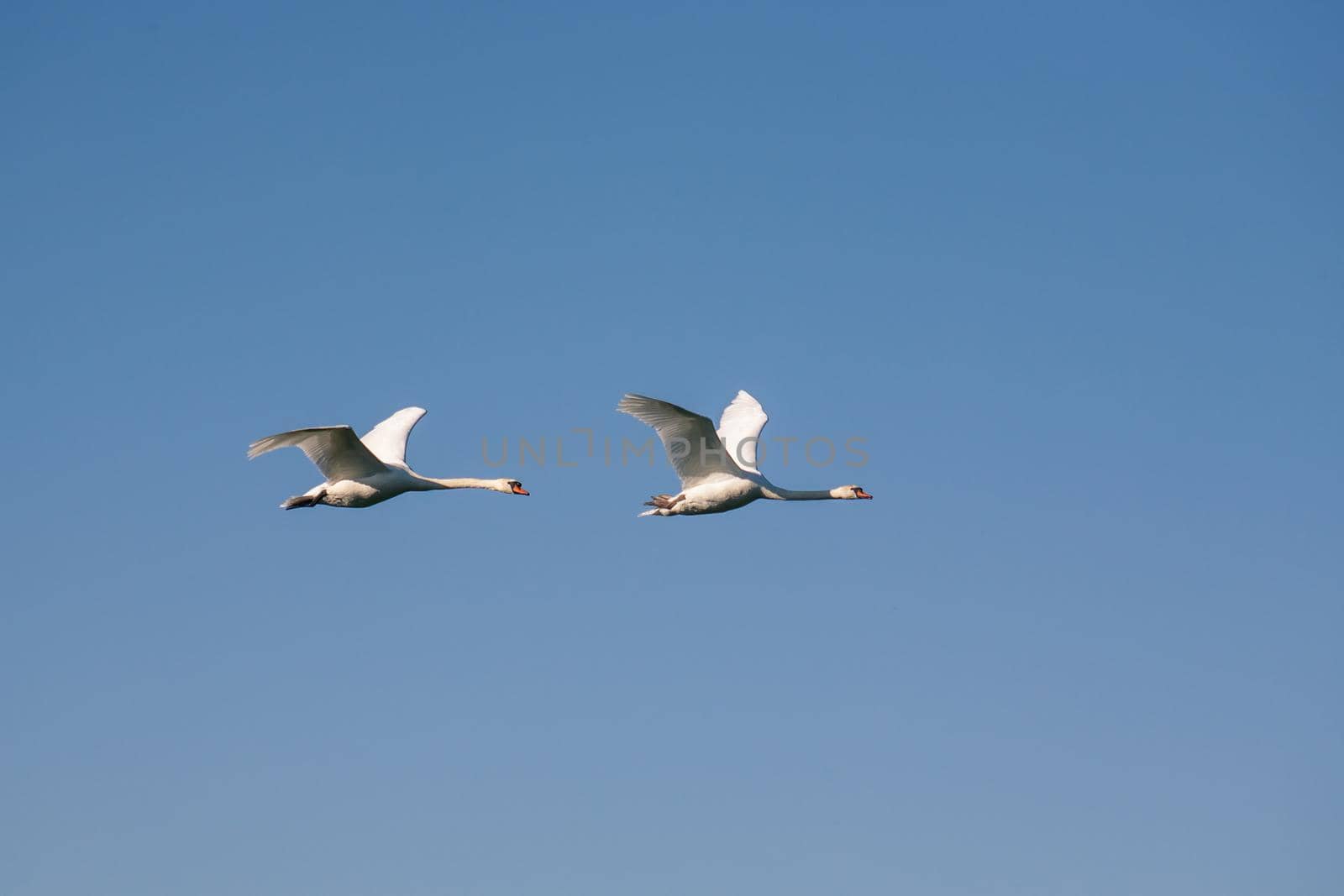 Two swans in flight. Two adult swans on a blue background in flight.