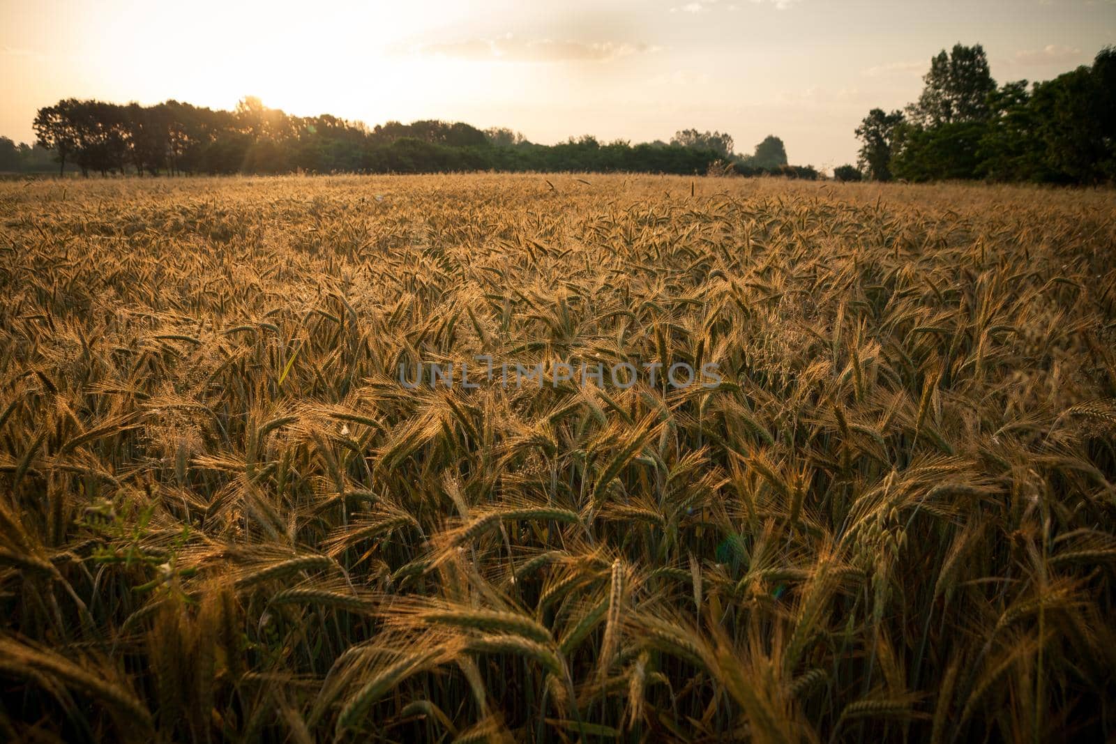 Wheat field in the early morning. Golden ears of wheat sunlit. Wheat field with blue and golden sky and trees.