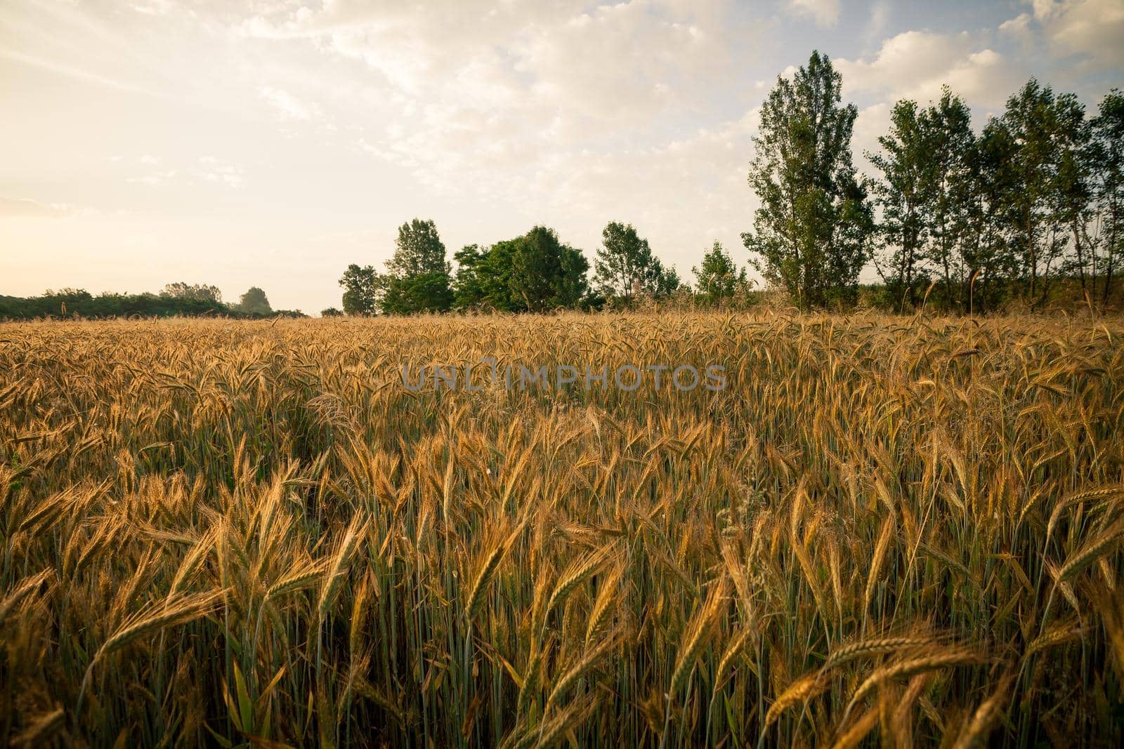 Wheat field in the early morning by zebra