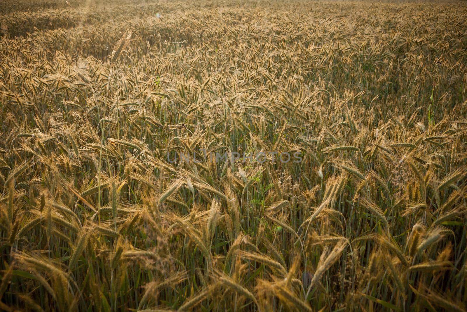 Wheat field in the early morning. Golden ears of wheat sunlit. Full frame of Wheat feald