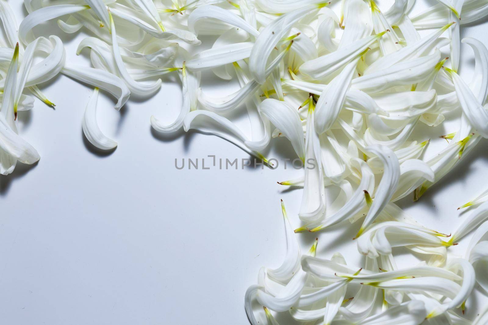 an empty space bounded by white petals by zebra