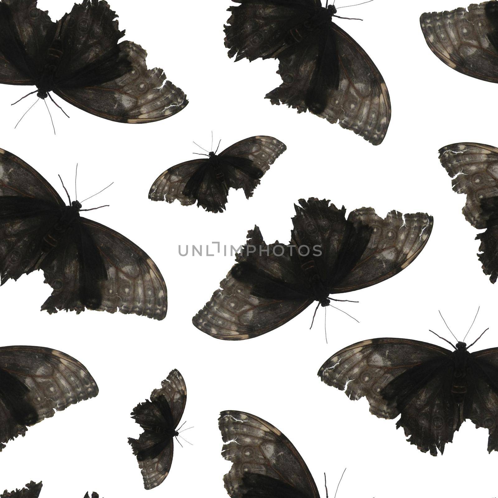 Seamless Pattern with Black butterfly on white background. Digital Paper with Black moth on white backdrop.