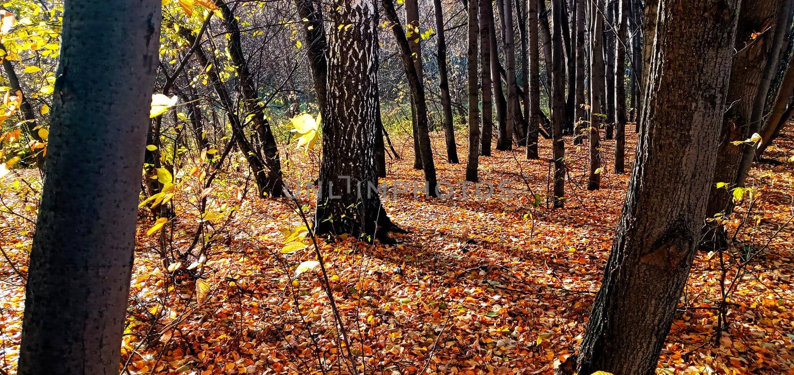 An empty leafy alley in Autumn Park, Siberia, Russia. Autumn wayside trees. Dry leaves fallen on a forest dirt road.