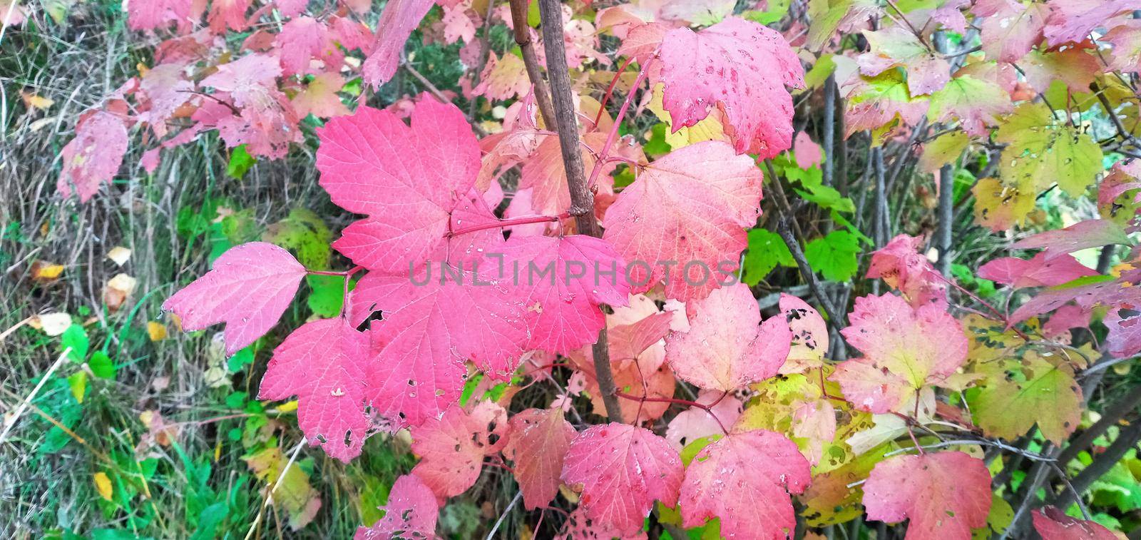 Bright, red viburnum leaves on the branches. They are lit in red or orange.