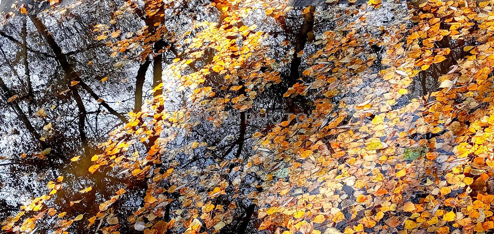Beautiful autumn bright atmosphere image. vivid autumn leaves on water backdrop. by Rina_Dozornaya