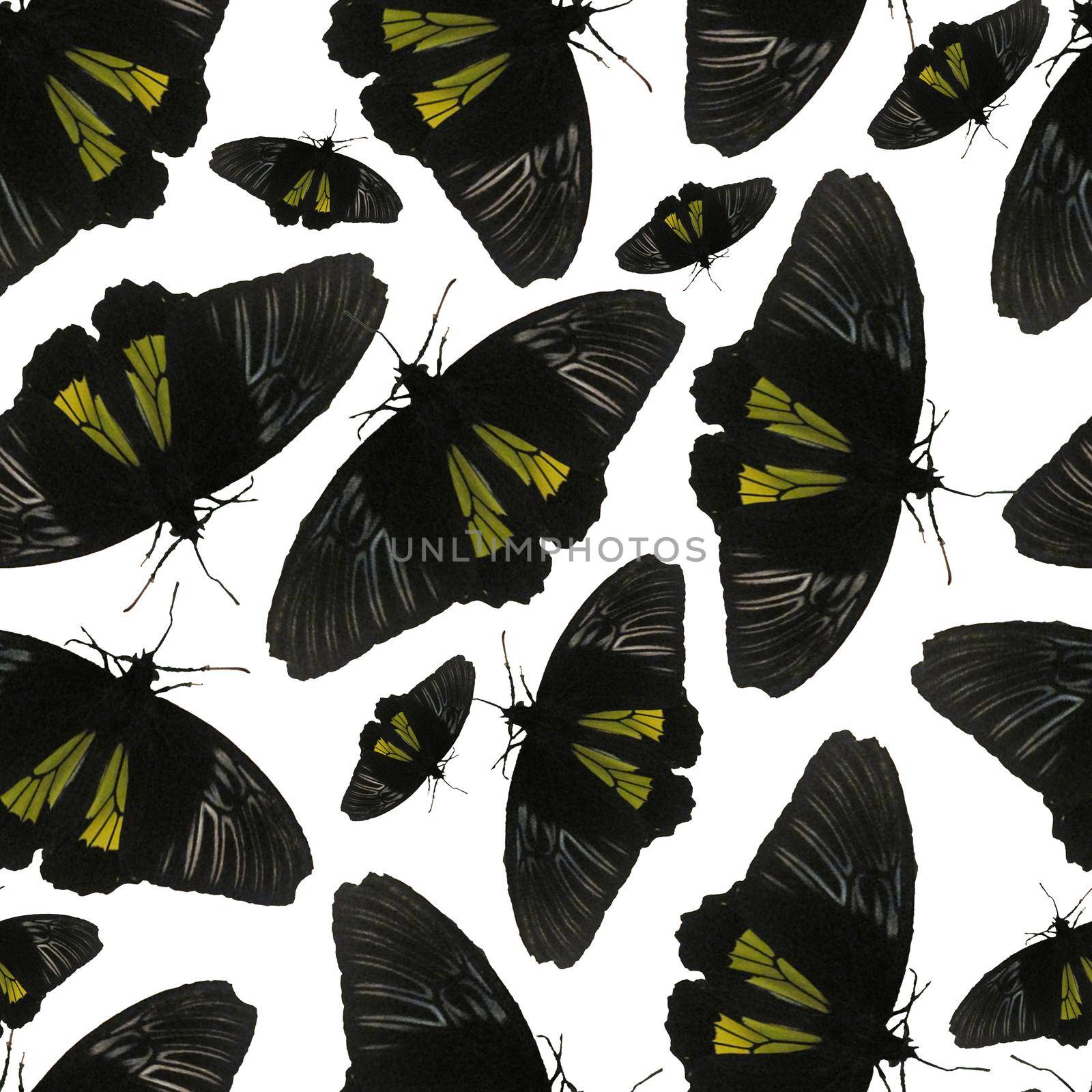 Seamless Pattern with Black butterfly on white background. Digital Paper with Black Moth. by Rina_Dozornaya