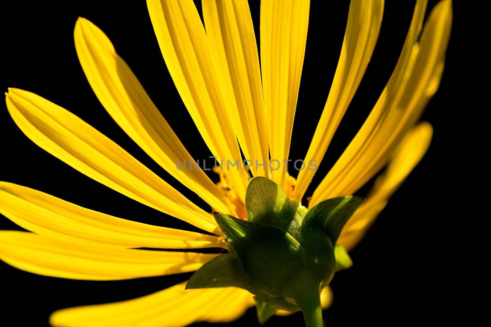 yellow flower in backlit with black background by Jochen