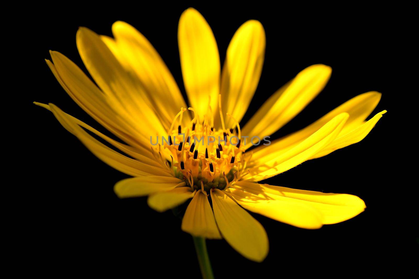 yellow flower in backlit with black background